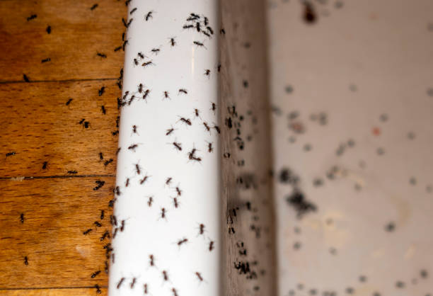 Spider Control Near Me in Dobbs Ferry, NY