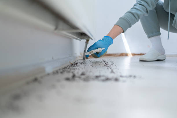 Best Wasp Removal Services  in Dobbs Ferry, NY